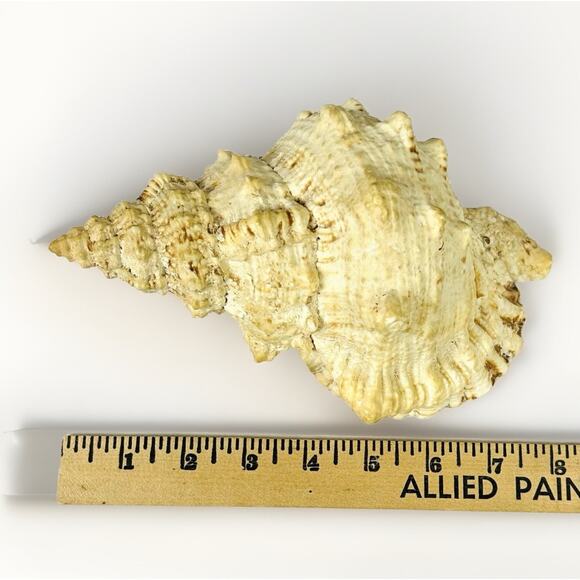 Conch Sea Shell 8” Natural Vintage Ocean Beach Decor - Picture 3 of 7